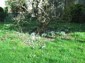 Fruehblueher im Garten Feb 2016